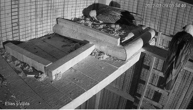 Fotograma de las aves 'Elias' y 'Viola' --nombre del padre y madre--- cuidando sus huevos en el centro de crianza de Cazorla.