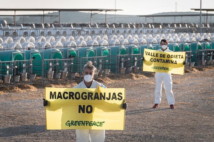 Archivo - Protesta de Greenpeace en una macrogranja  