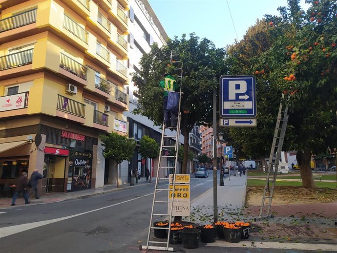 Un total de 100.000 kilos de naranjas de 2.000 árboles de Huelva se destinan a elaborar mermelada amarga