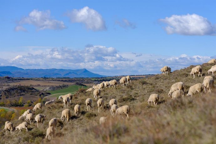 Ganaderia pastoreando.