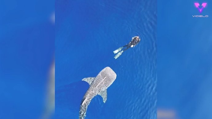 INCREÍBLE ENCUENTRO ENTRE UN TIBURÓN BALLENA Y UNA BUCEADORA