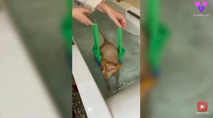 Este gato con sobrepeso se niega a nadar