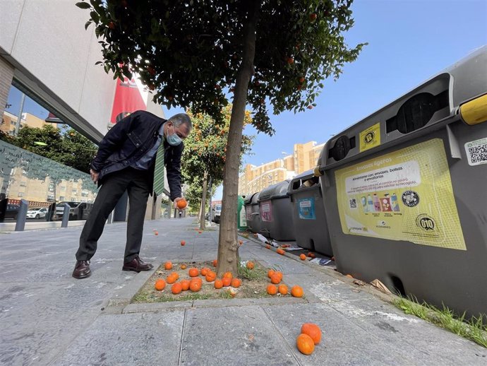 El candidato del PP a la Alcaldía de Sevilla, José Luis Sanz, observa las naranjas caídas sobre el acerado.