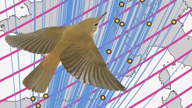 Durante su migración, las currucas de caña utilizan la información magnética como una "señal de alto"; en particular, la inclinación magnética les dice a las aves que han llegado a su destino.