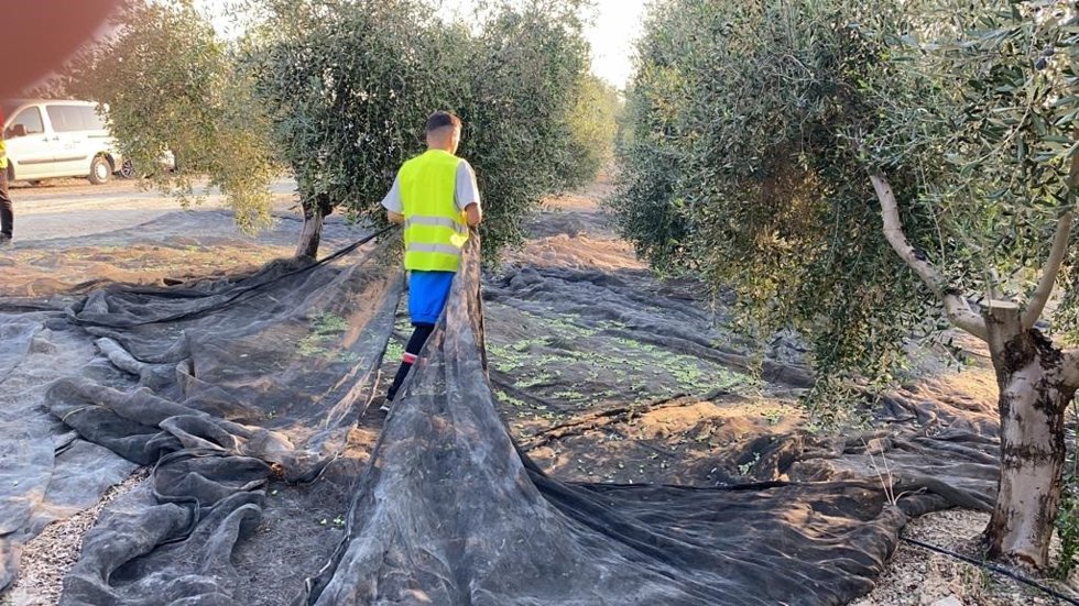 Joven agricultor en un tajo de aceituna, en una imagen de archivo.