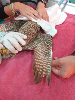 Personal del Centro La Tahonilla reconstruye el plumaje de un halcón que había perdido sus plumas primarias
