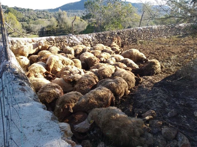 Cuerpos sin vida de las ovejas atacadas.