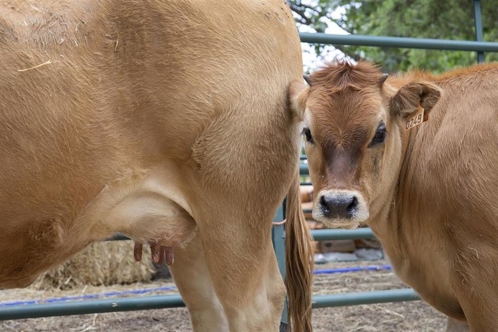 Archivo - Un vaca, durante una muestra de ganado.