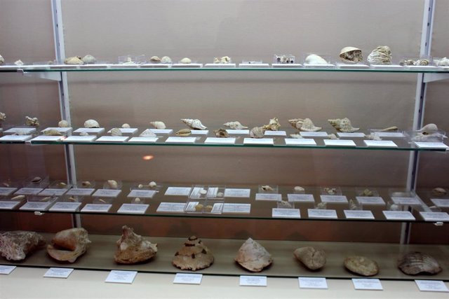 Amplían los fondos del Museo Paleontológico de Estepona con una colección de fósiles del Plioceno hallados en la localidad