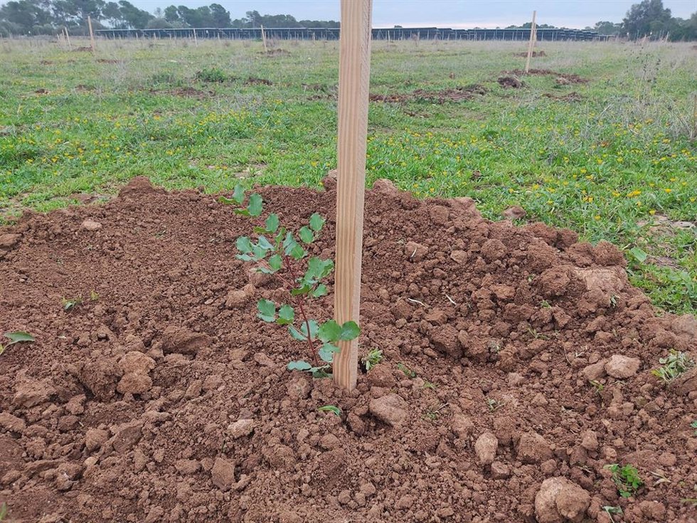 Plantación de Endesa en sa Caseta.