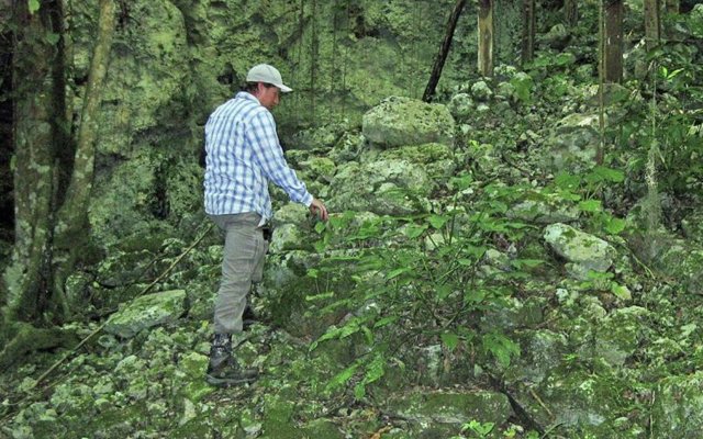 El investigador Chris Balzotti sube una antigua escalera descubierta en un sumidero cerca de Coba, México.
