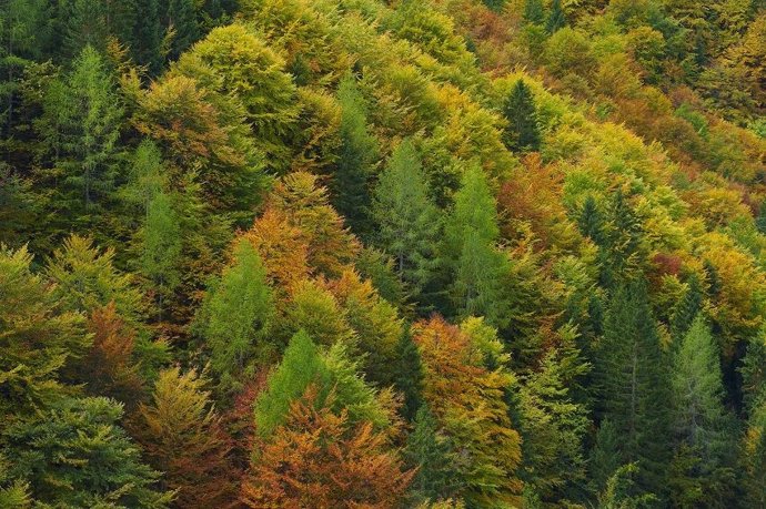 Bosque mixto de coníferas, Val Saisera, Alpes Julianos italianos, Italia.