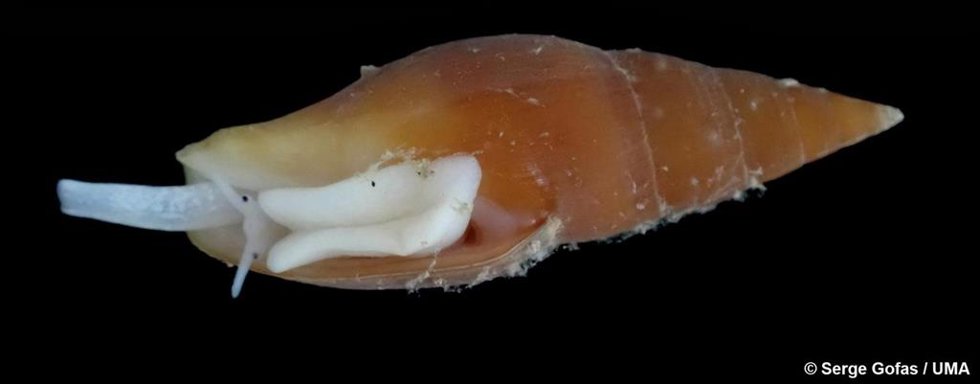 Epistocomitra angelesae, un molusco gasterópodo de apenas dos centímetros de largo que habita en fondo arenosos con restos de coral muerto en montañas submarinas entre 250 y 320 metros de profundidad