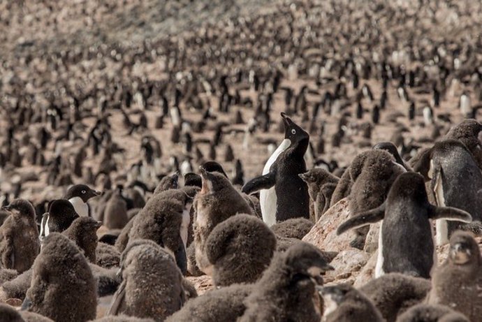 The Greenpeace ship Arctic Sunrise has returned to the Antarctic Peninsula with a team of independent scientists from Stony Brook University, to conduct ground breaking research on remote penguin colonies, many of which have never before been surveyed.