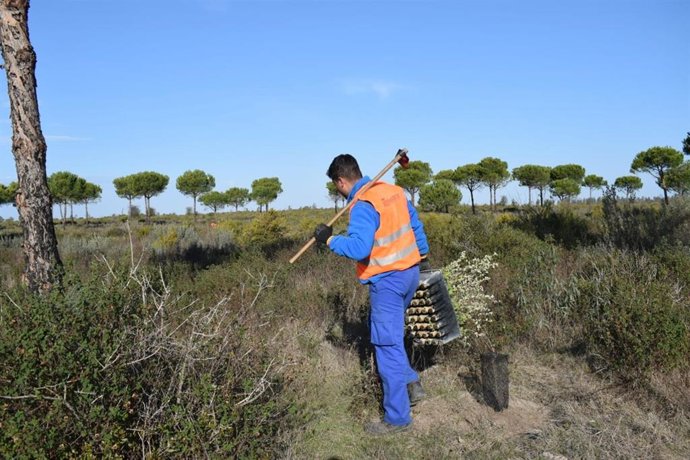 Archivo - Un hombre realiza trabajos de reforestación en el Parque Natural de Doñana.