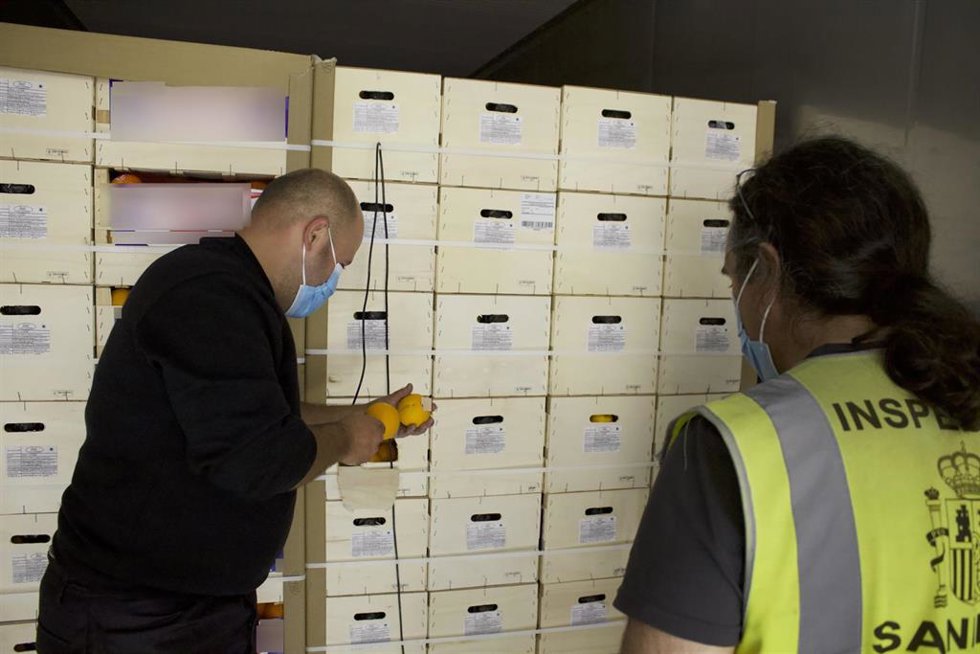 Archivo - Un técnico comprueba la temperatura de un par de naranjas para asegurarse del cumplimiento del tratamiento de frío de una partida de naranjas en una imagen de archivo