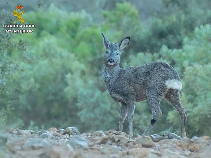 La Guardia Civil rescata a un corzo que deambulaba por una playa de Altea