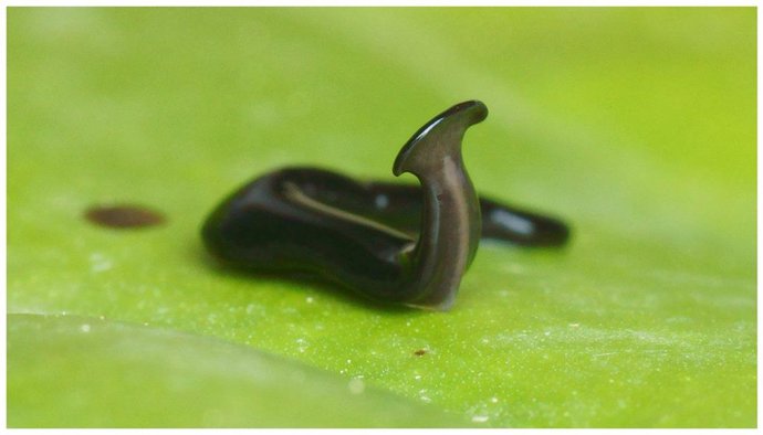 Humbertium covidum n. Sp. De Italia