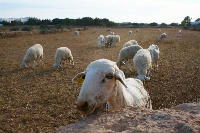 Archivo - Ovejas en el campo de Formentera