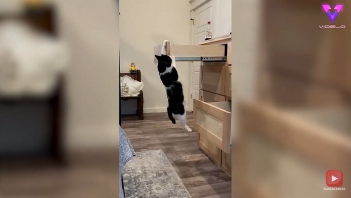 EL DIVERTIDO VÍDEO DE UN GATO EN APUROS SE HA HECHO VIRAL