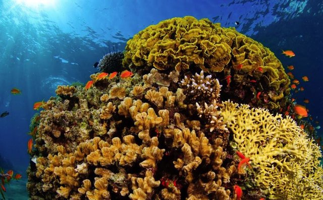 Arrecife Del Mar Rojo