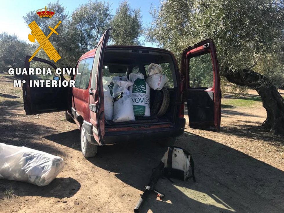 Aceituna sustraída en uno de los hurtos investigados.