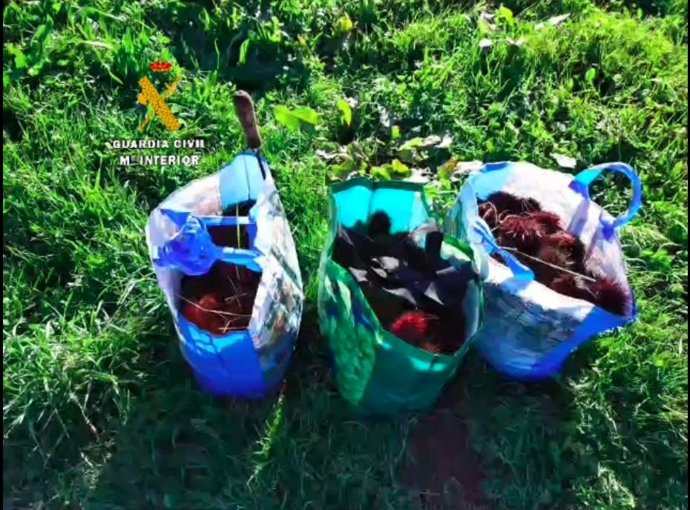 Bolsas con oricios incautadas a un pescador furtivo en Cudillero.