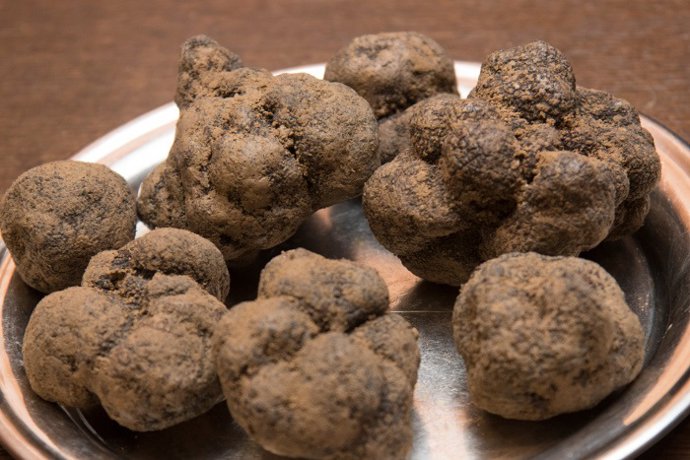 En los próximos días se publicarán las subvenciones para el cultivo de la trufa