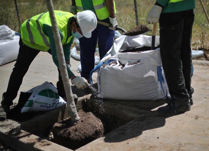 Archivo - Empleados trabajan en la reposición de árboles en Madrid, (España).