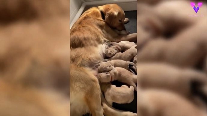 Sorprendente camada de 11 golden retrievers alimentándose