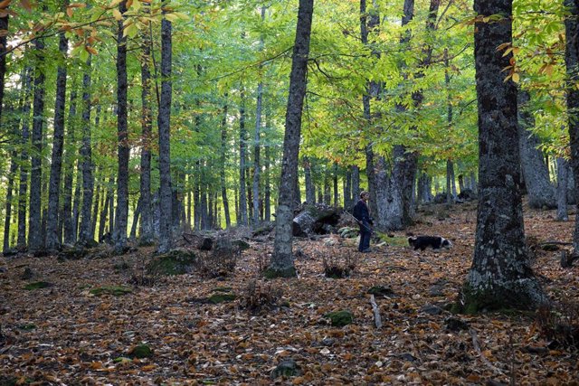 Archivo - El Castañar de El Tiemblo, considerado el bosque de castaños más extenso del Sistema Central, a 21 de octubre de 2021, en El Tiemblo, Ávila, Castilla y León, (España).