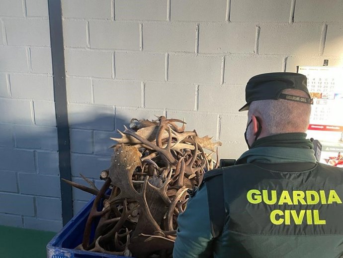 Un agente de la Guardia Civil junto a las astas intervenidas.