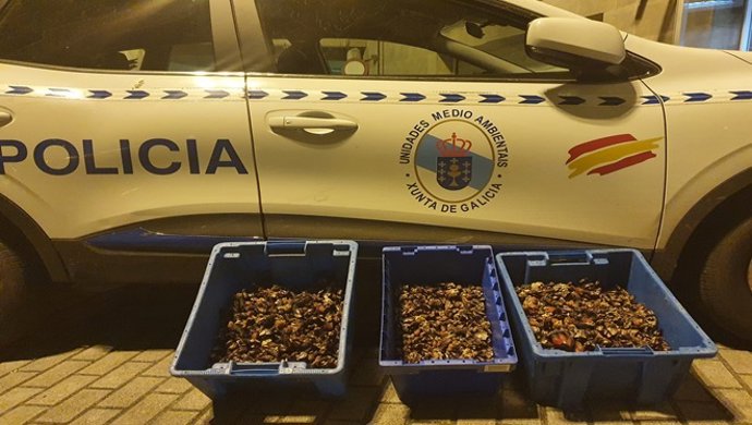 Cajas de percebes decomisadas por la Policía Autonómica a un conductor en Vigo.