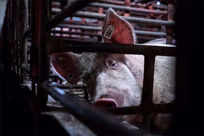 Cerdo en una granja industrial.
