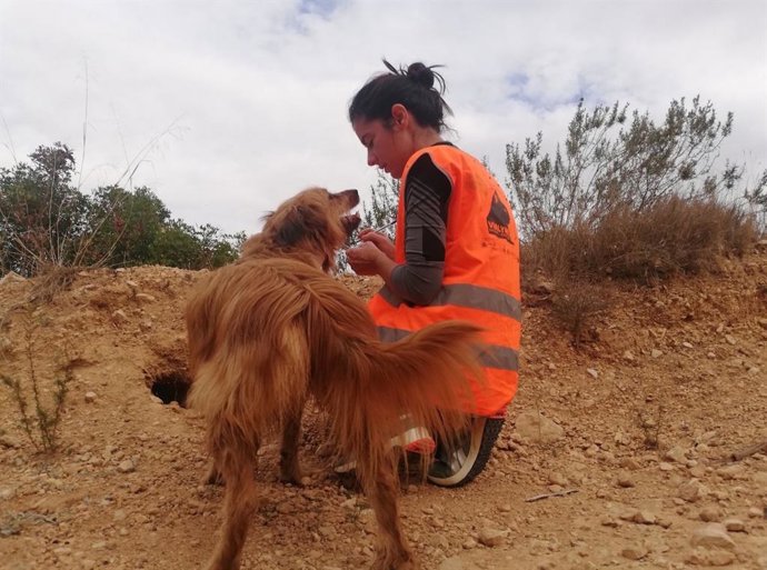 La detección de madrigueras de conejos de monte ha sido una de las labores del segundo muestreo realizado por el equipo ViaLynx de la CEU UCH en ocho zonas naturales protegidas del este peninsular para evaluar la reintroducción del lince ibérico.