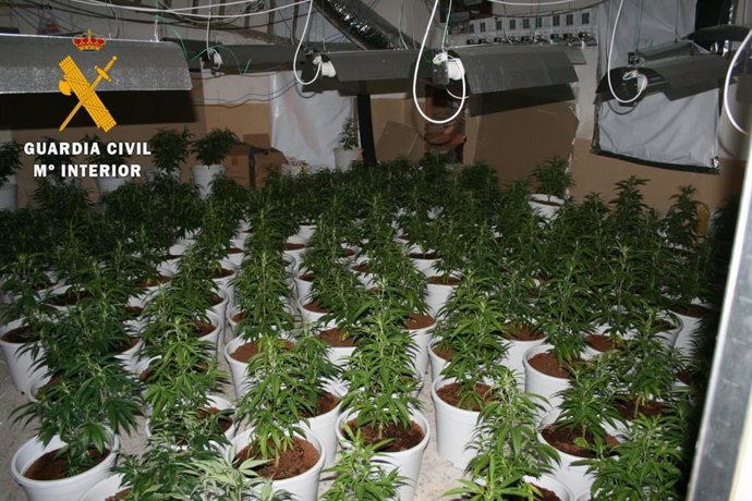 Plantación de marihuana en Puente del Congosto (Salamanca) .