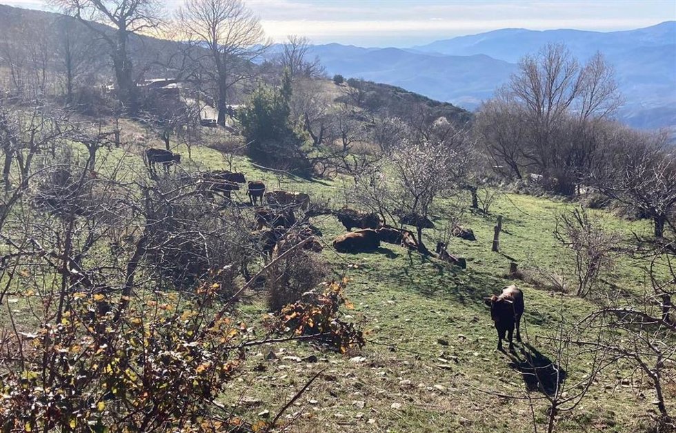 Algunas de las vacas sin custodia que han causado destrozos a vecinos de Bayárcal (Almería).