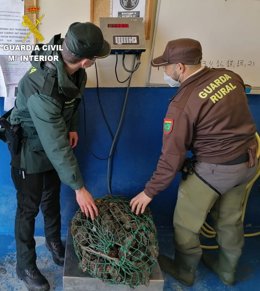 Ostras incautadas en un operativo contra el furtivismo en Mugardos.