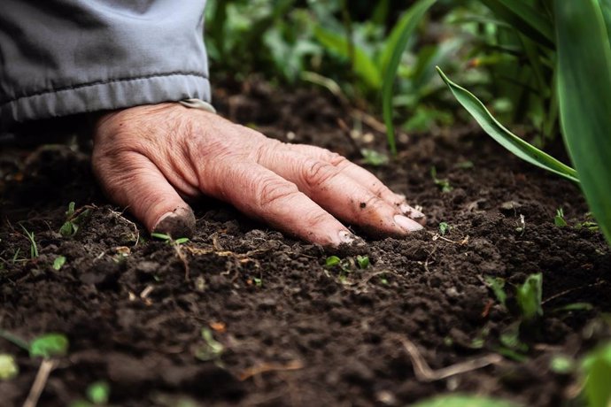 Archivo - A female old hand on soil-earth. Close-up. Concept of old age-youth, life, health, nature.