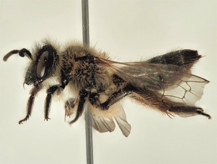 Un equipo de la Estación Biológica de Doñana  CSIC y la Universidad de Mons ha identificado una nueva especie de abeja del género Andrena en los Pinares de Aznalcázar, en el entorno de Doñana.