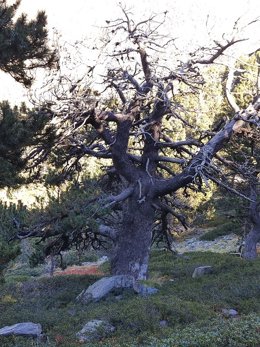 Los árboles antiguos aportan una gran diversidad genética y biológica esencial en la población global de un bosque