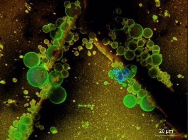 Poblaciones de células primitivas emergiendo en las fracturas del mineral eclogita.
