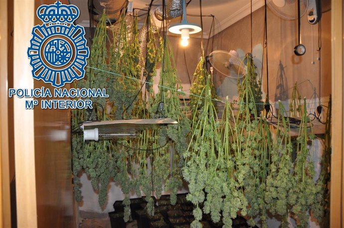 Archivo - Imagen de archivo de una plantación de marihuana 'indoor'.