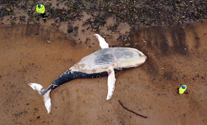 19 March 2021, United Kingdom, Blyth: An aerial view of members of the local coastguard measuring a humpback whale which has washed up dead on the beach at Blyth. Photo: Owen Humphreys/PA Wire/dpa