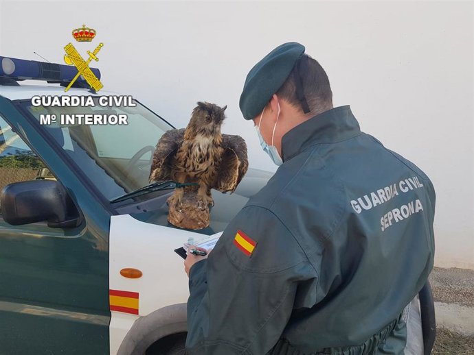 Intervienen en Xtiva un búho real naturalizado valorado en 400 euros