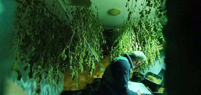 Desmantelada una plantación de marihuana en el interior de una vivienda en Arcos de la Frontera