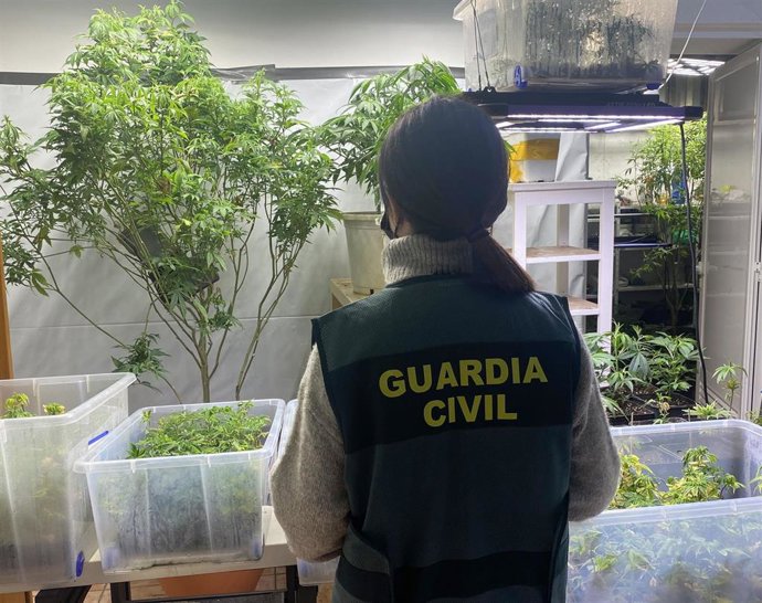 Agente de la Guardia Civil junto a las plantas incautadas.