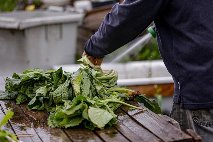 Archivo - Un voluntario que trabaja en el Huerto Urbano Comunitario de Vicálvaro lava unas verduras para la cesta con productos ecológicos para la Despensa Solidaria de Vicálvaro, una iniciativa social puesta en funcionamiento por vecinos del distrito e