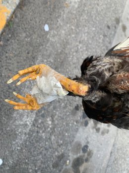 Imagen del gallo hallado en el barrio de Santa Isabel