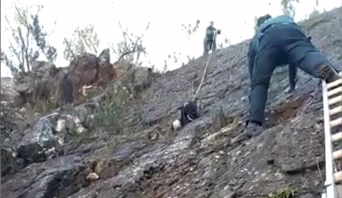 Rescatado un perro atrapado a seis metros de altura en un muro escarpado en Almadén de la Plata